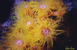 Dendrophyllia sp. Taken on Fanadir Red Sea,MotomarineII m... by Hansruedi Würsten 